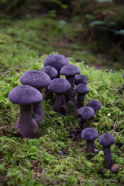 Esemplari di Cortinarius violaceus. Fonte: Pinterest