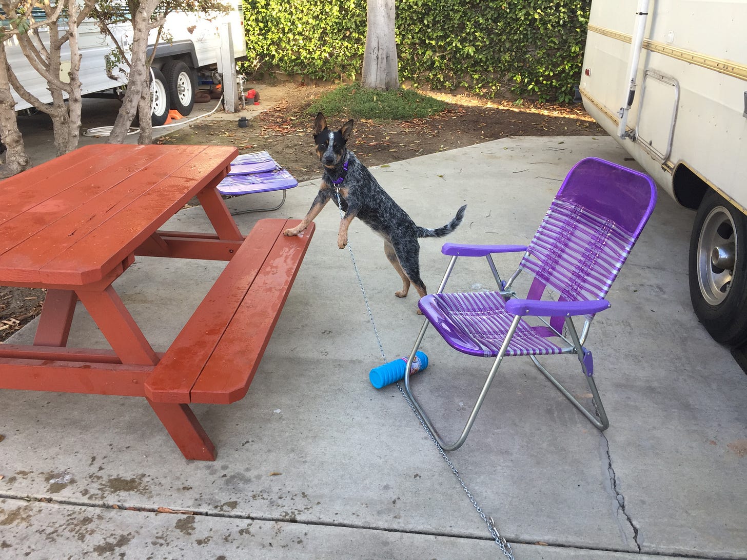 Cattle dog puppy, one foot up on a picnic table bench, ears perky and looking at the viewer. There are two purple lounge chairs arranged in a campsite next to a vintage rv.