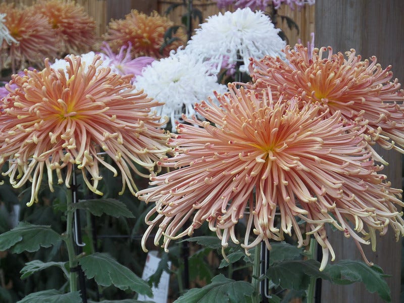 chrysanthemum competition chrysanthemum competition