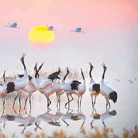 Yancheng's Certification Gambit