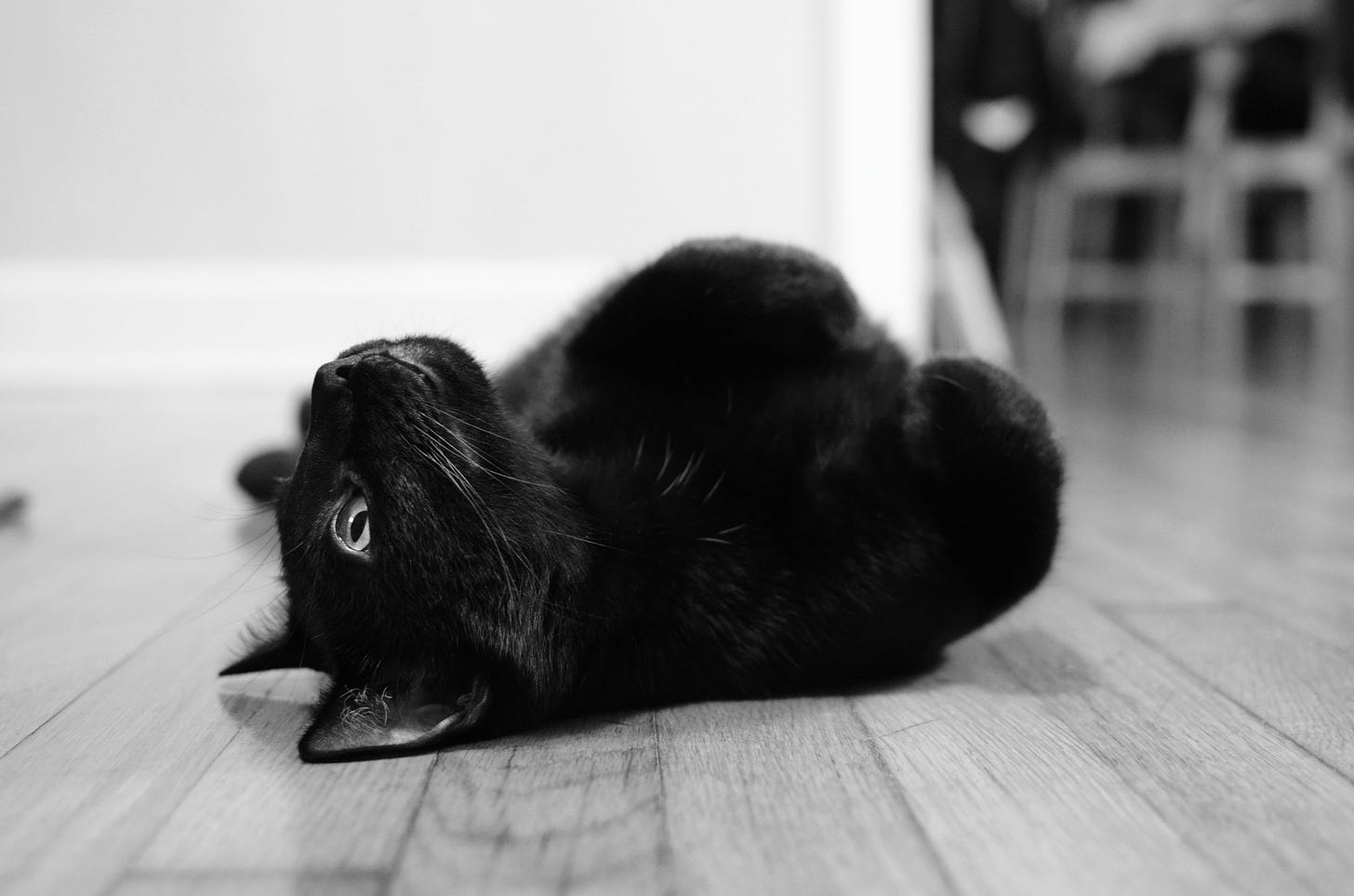 un gatto nero sdraiato sul pavimento sulla schiena un gatto nero sdraiato sul pavimento sulla schiena