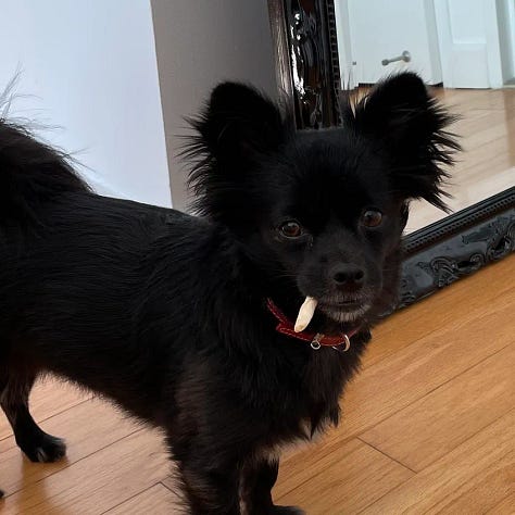 a chihuahua is featured in many photos