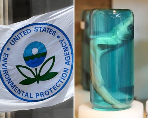 a composite image showing a flag for the Environmental Protection Agency on the left and a baby shark preserved in a jar of formaldehyde on the right