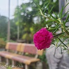 Nếu tôi bắt đầu lại ở một nơi xa lạ