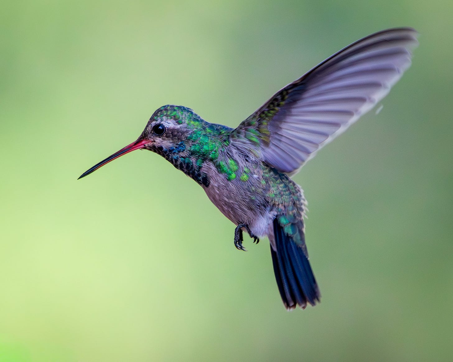 close up of a broad billed humming bird in flight, with a blurred green background close up of a broad billed humming bird in flight, with a blurred green background