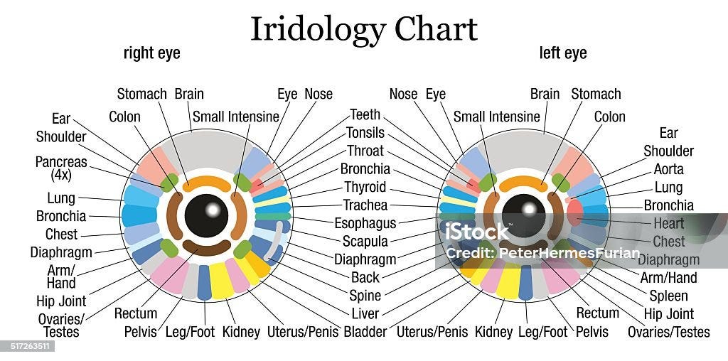 Iridology Chart White Iridology or iris diagnostic chart with accurate description of the corresponding internal organs and body parts. Isolated vector illustration on white background. Chart stock vector