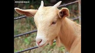 Cabra malagueña - YouTube