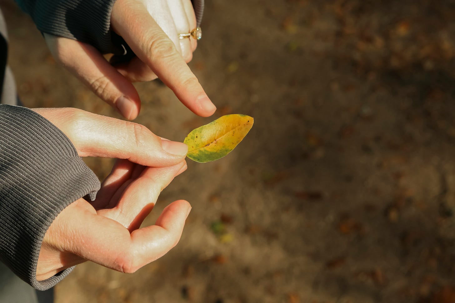 Two hands holding a yellow and green leaf