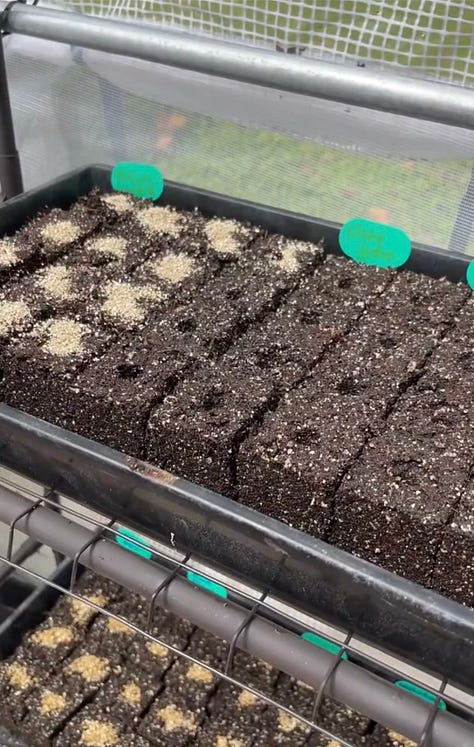Six photos showing the progression from mixing soil to making soil blocks, planting seeds to getting sprouts.