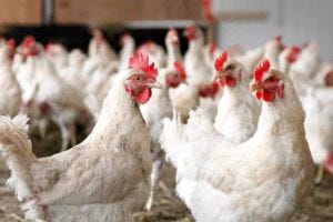 chickens walking around in barn with hay