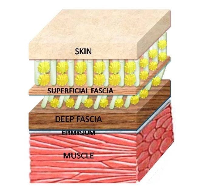 an illustration of fascial layers in a human body an illustration of fascial layers in a human body