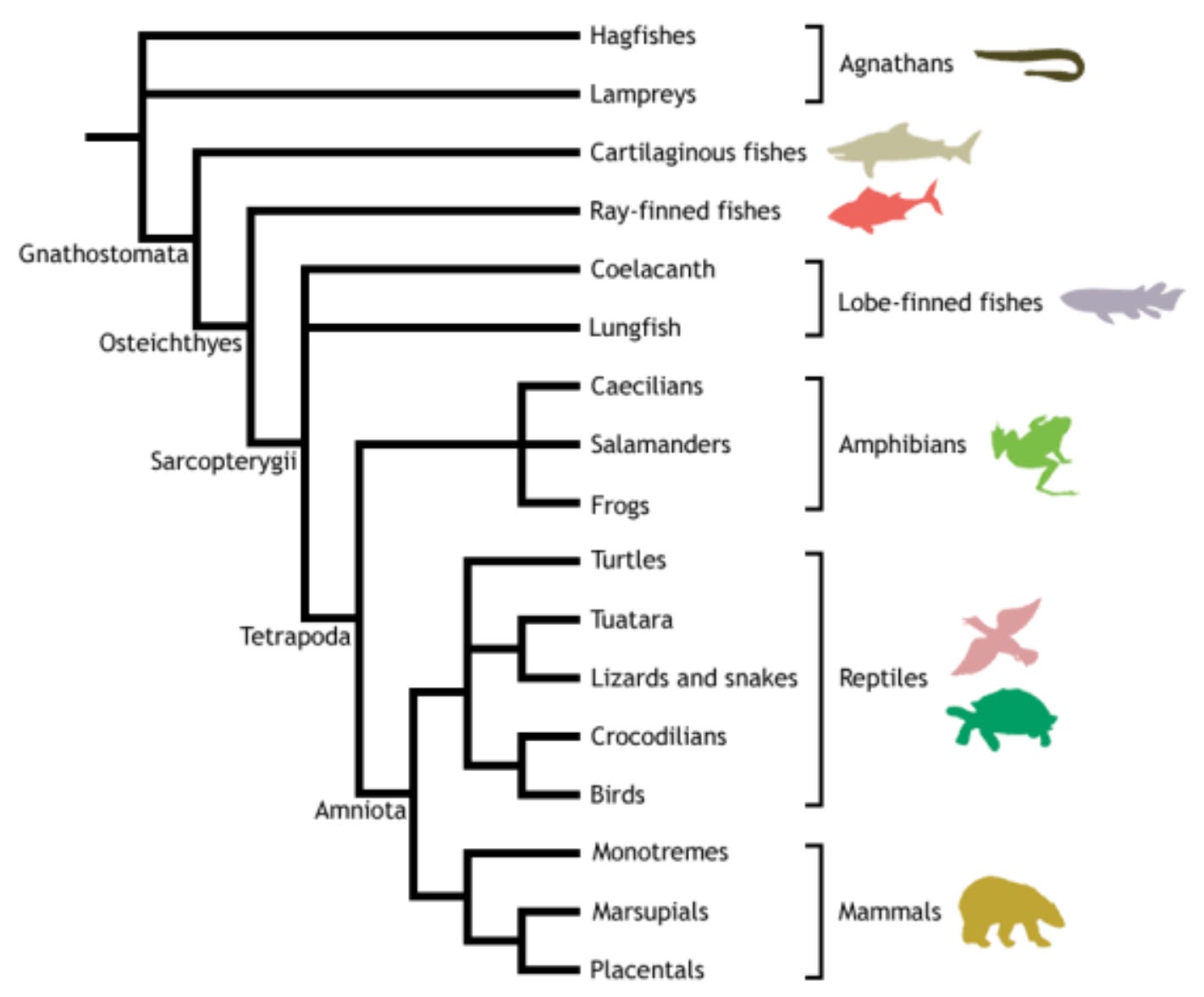 A chart of different species of fish

AI-generated content may be incorrect.