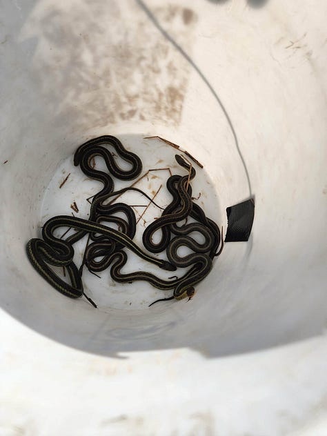 Snakes can be called beautiful instead of scary if we reframe the narrative to positive! Thank you for keeping them safe.