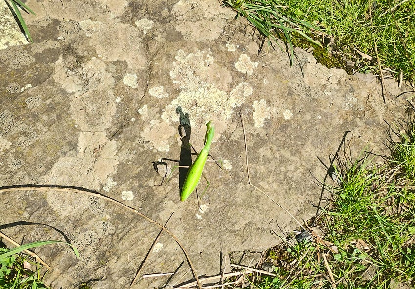 Mantis religiosa sobre una piedra