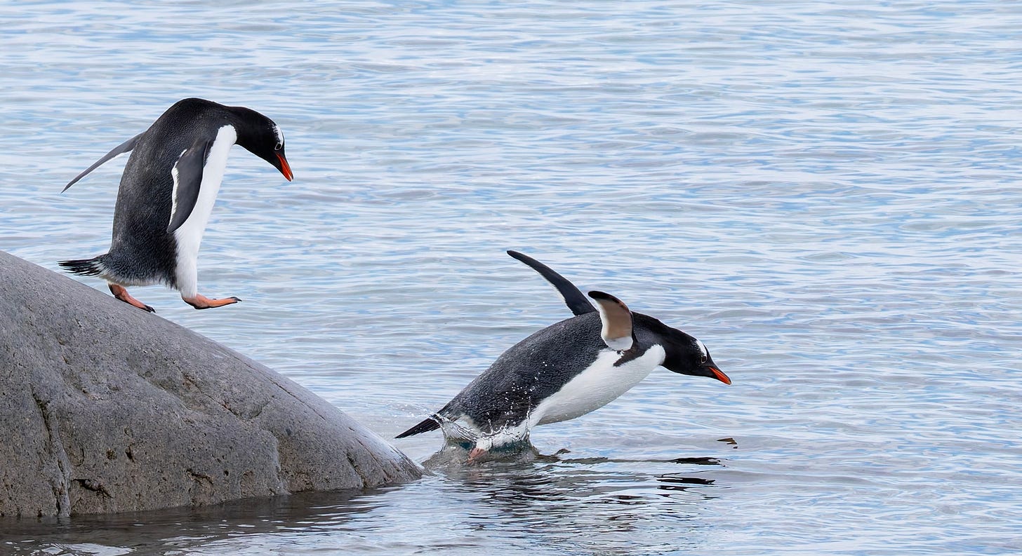 Dos pinguinos a punto de entrar al agua