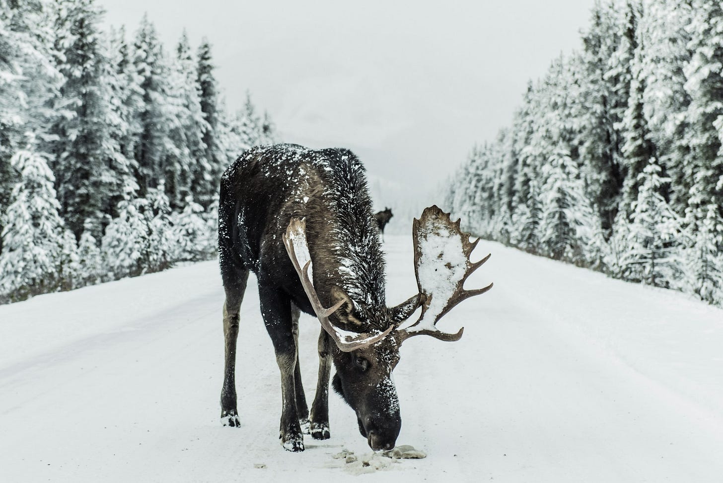 brown moose surrounded by snowfield brown moose surrounded by snowfield