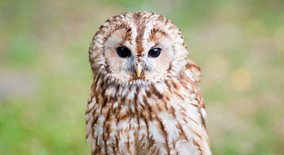 A brown and white tawny oil with brown eyes, with a green blurred background behind it