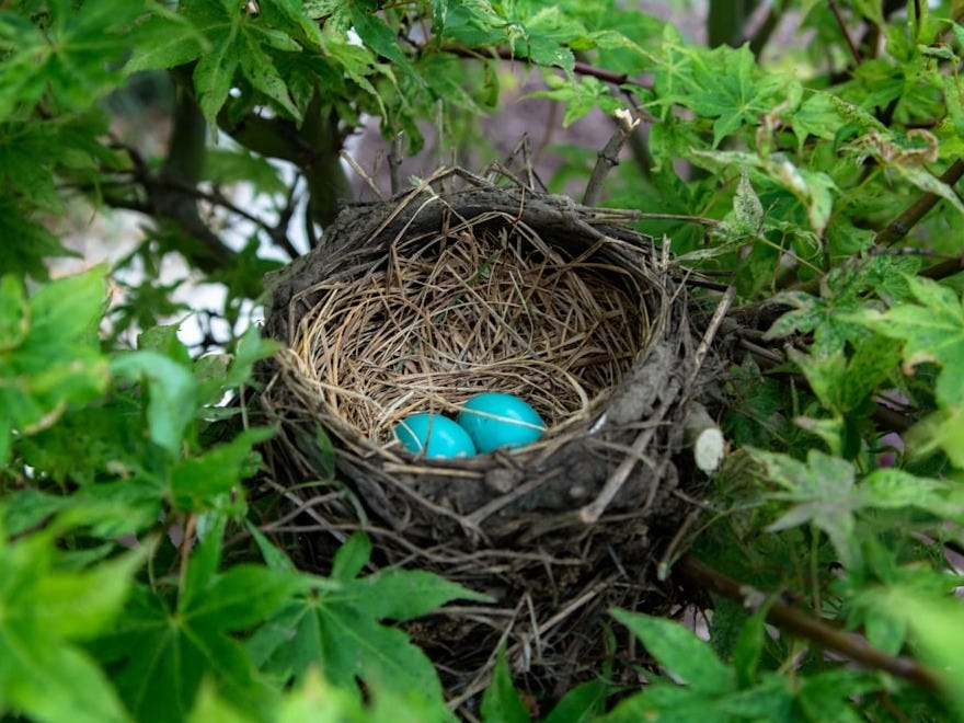 two eggs in bird nest