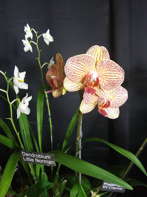 orchids