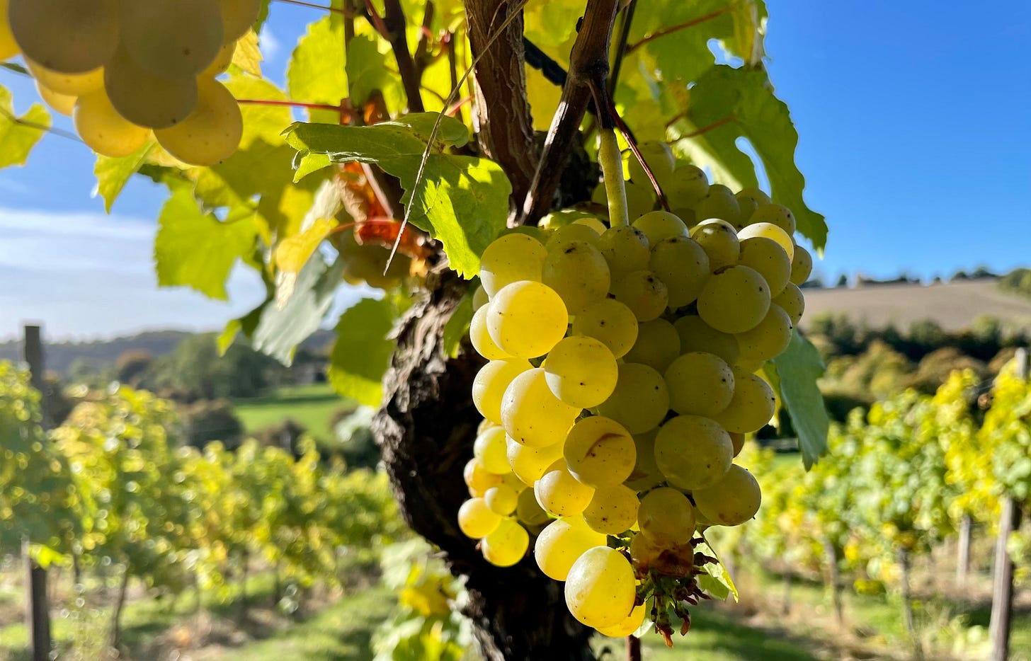 The harvest at Daws Hill Vineyard