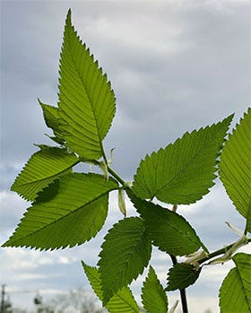 American Elm leaves