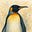 penguin era's avatar