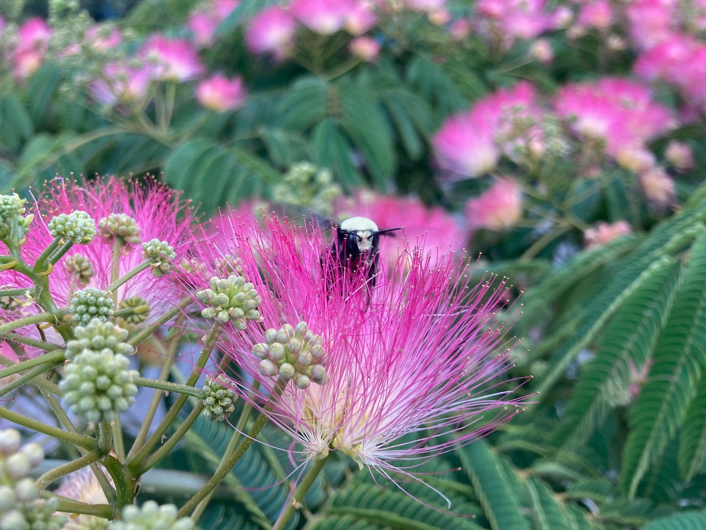 A fuzzy wuzzy bumbling bee nests in a mimosa tree. 