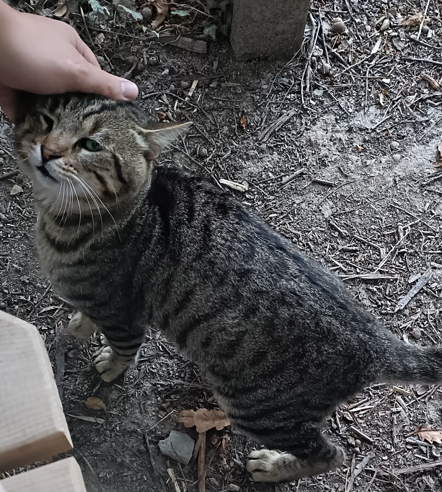 Cat receiving scratches