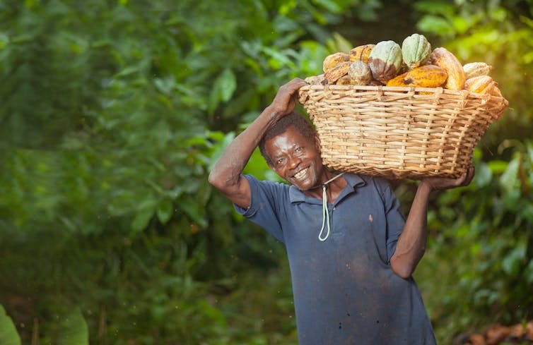 A man carrying a basket of harvested cocoa pods. A man carrying a basket of harvested cocoa pods.