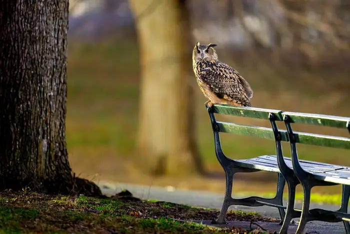 An owl pauses on a bench. An owl pauses on a bench.