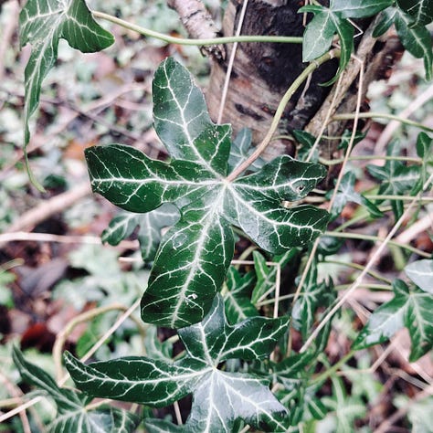 Two images of ivy, one with mature, rounded leaves seen growing on stems with berries, one image of lobed leaves, younger leaves, with very sharply defined lobes. One image a close up, of yellow lichen showing an incredible level of detail and texture.
