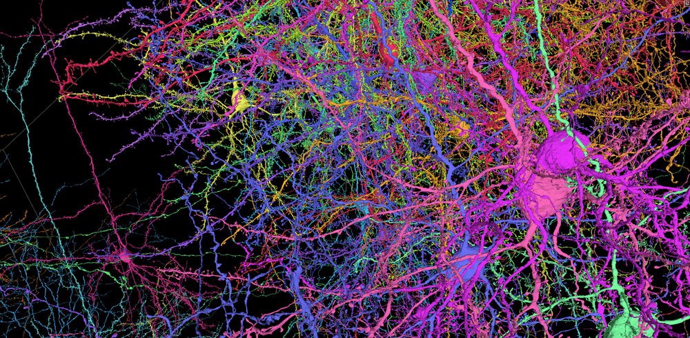 A rendering of several cells in the dataset that is used as the background for the main page on the cubic millimeter dataset.