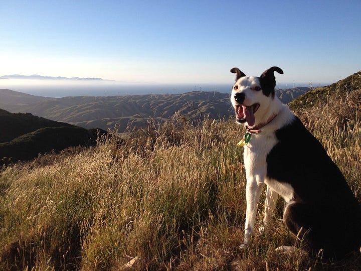 Both photos show a black and white dog sitting and looking at the camera, mouth open, looking very happy, with golden grass-covered hills and a blue sky in the background