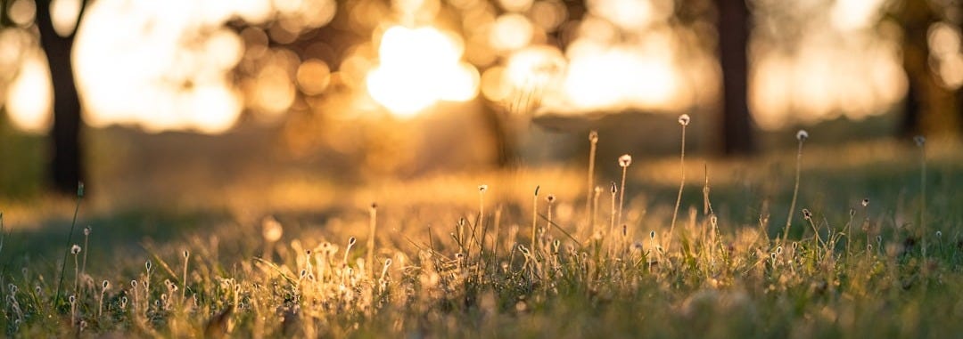 green grass during golden hour