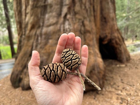 Photos of giant sequoia trees