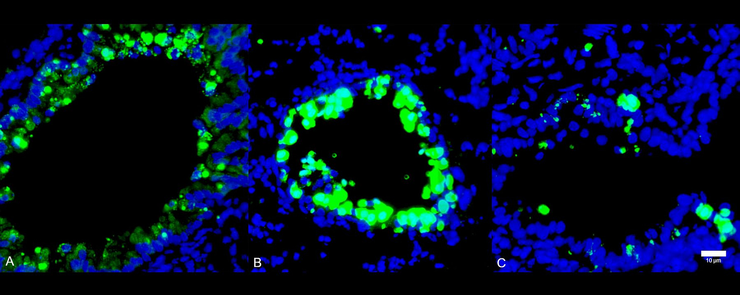 Group of cells stained in either blue or green in a black background.