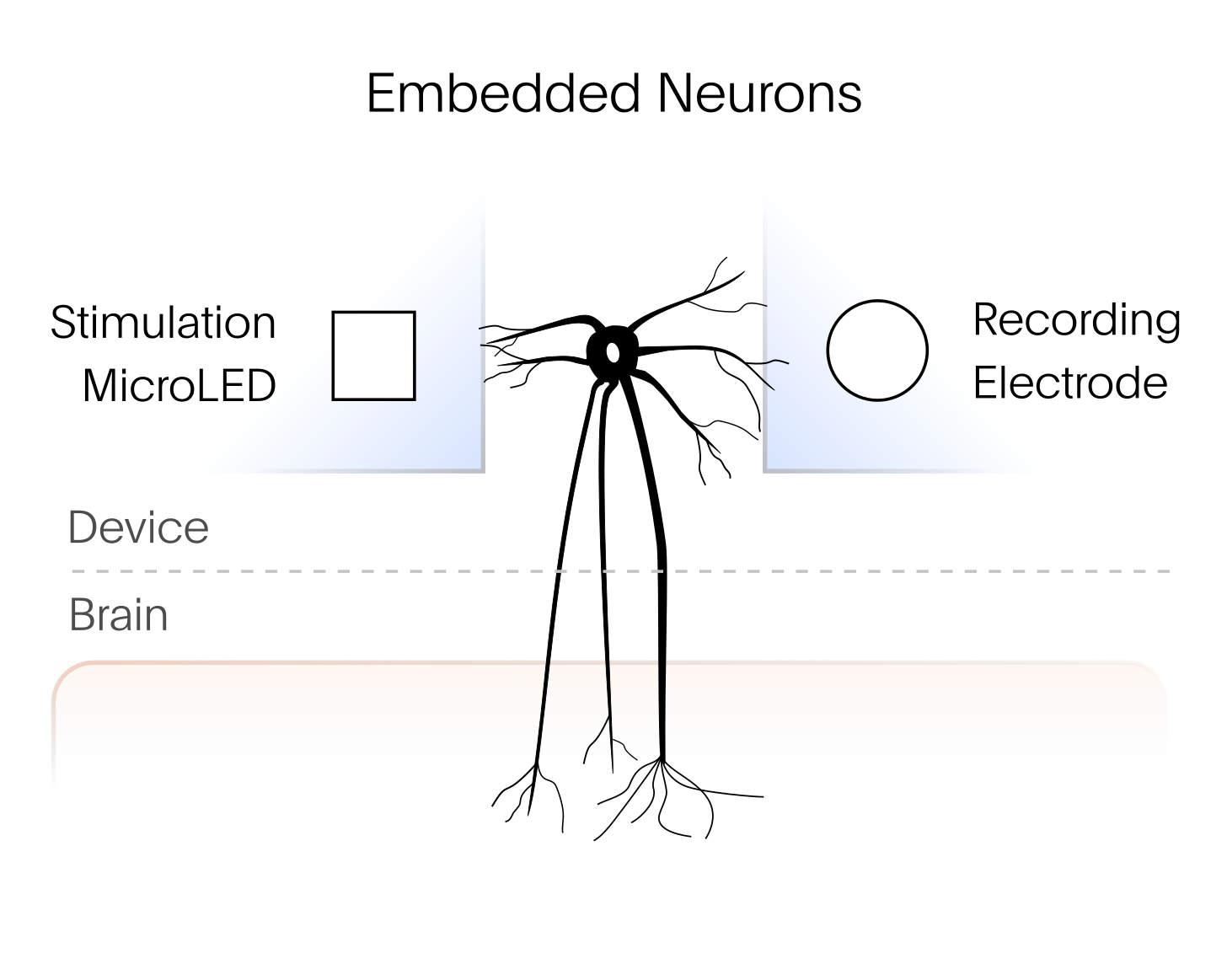 An embedded neuron is positioned in a device between a stimulation microLED and a recording electrode. Its axonal projection extends from the device into the brain.