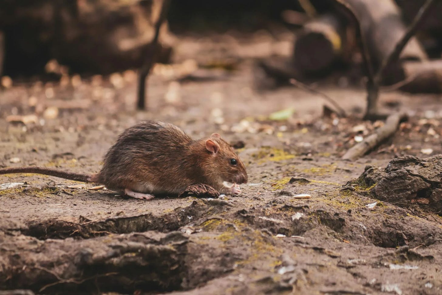rat on ground rat on ground