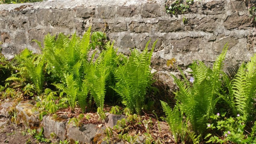 Ferns at Veddw Garden