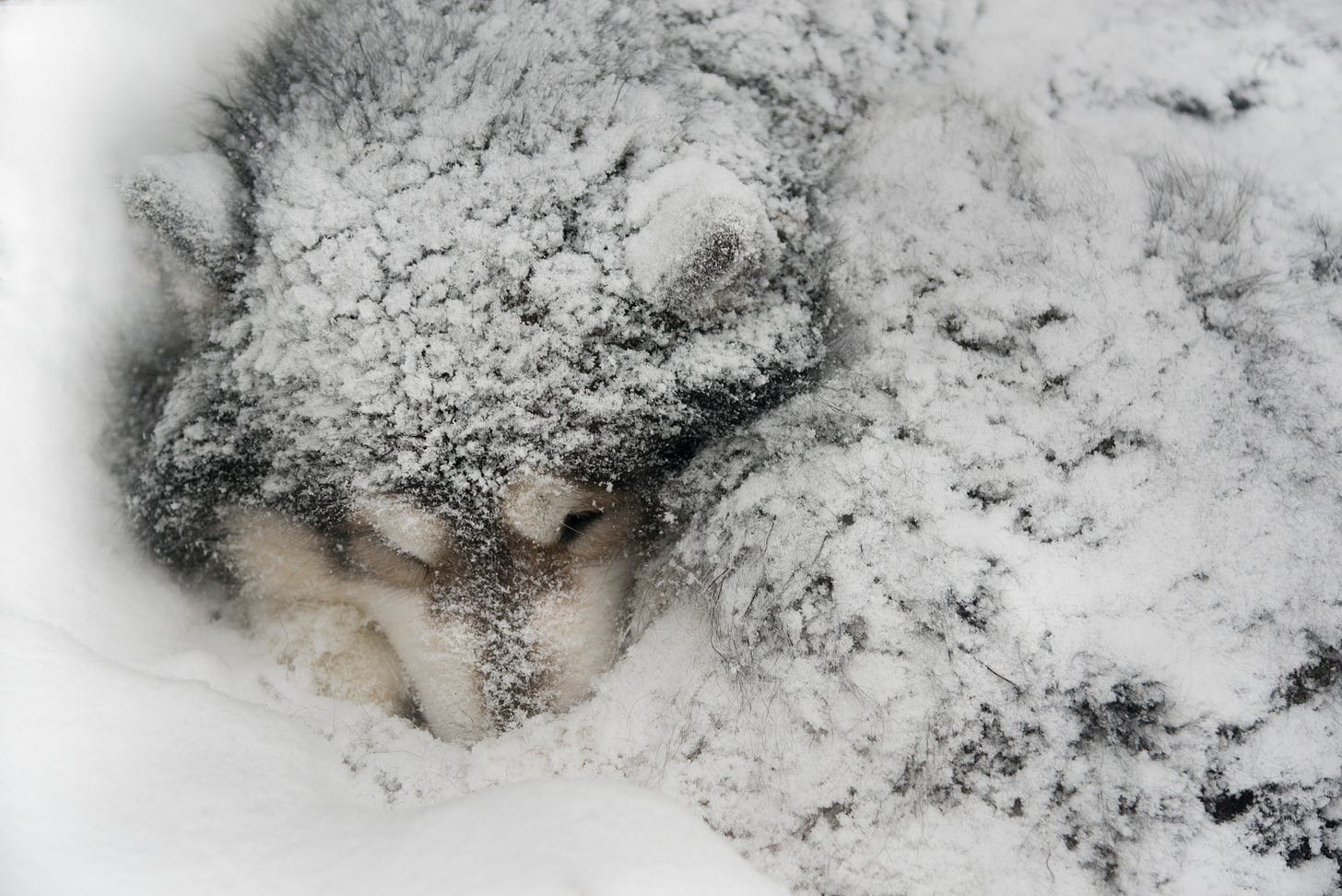 Dog sleeps buried in snow. Dog - Malamute
