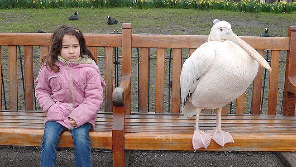 mas a beleza me encontra, mesmo quando não quero