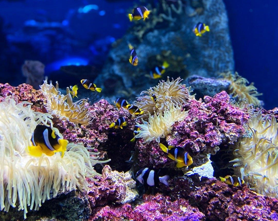 yellow and black clown fish