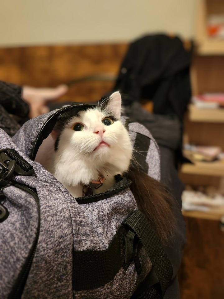 Image 1: Our puzzle gurus finished the job! Image 2: Our Chess Club in full swing Image 3: Our building on a beautiful winter day Image 4: A staff member's cat going on strike for more treats! Image 5: A staff member's cat who also wants to go on the trip