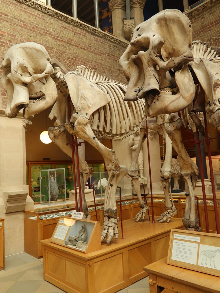 Oxford's Natural History Museum - stunning location and amazing exhibits