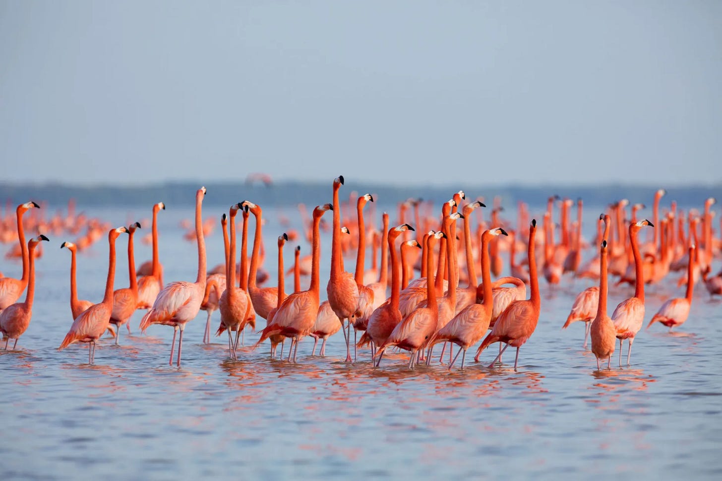 Flamingoes