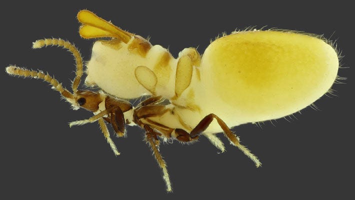 New Rove Beetle Species Mimics Termites to Steal Their Food | Sci.News New Rove Beetle Species Mimics Termites to Steal Their Food | Sci.News