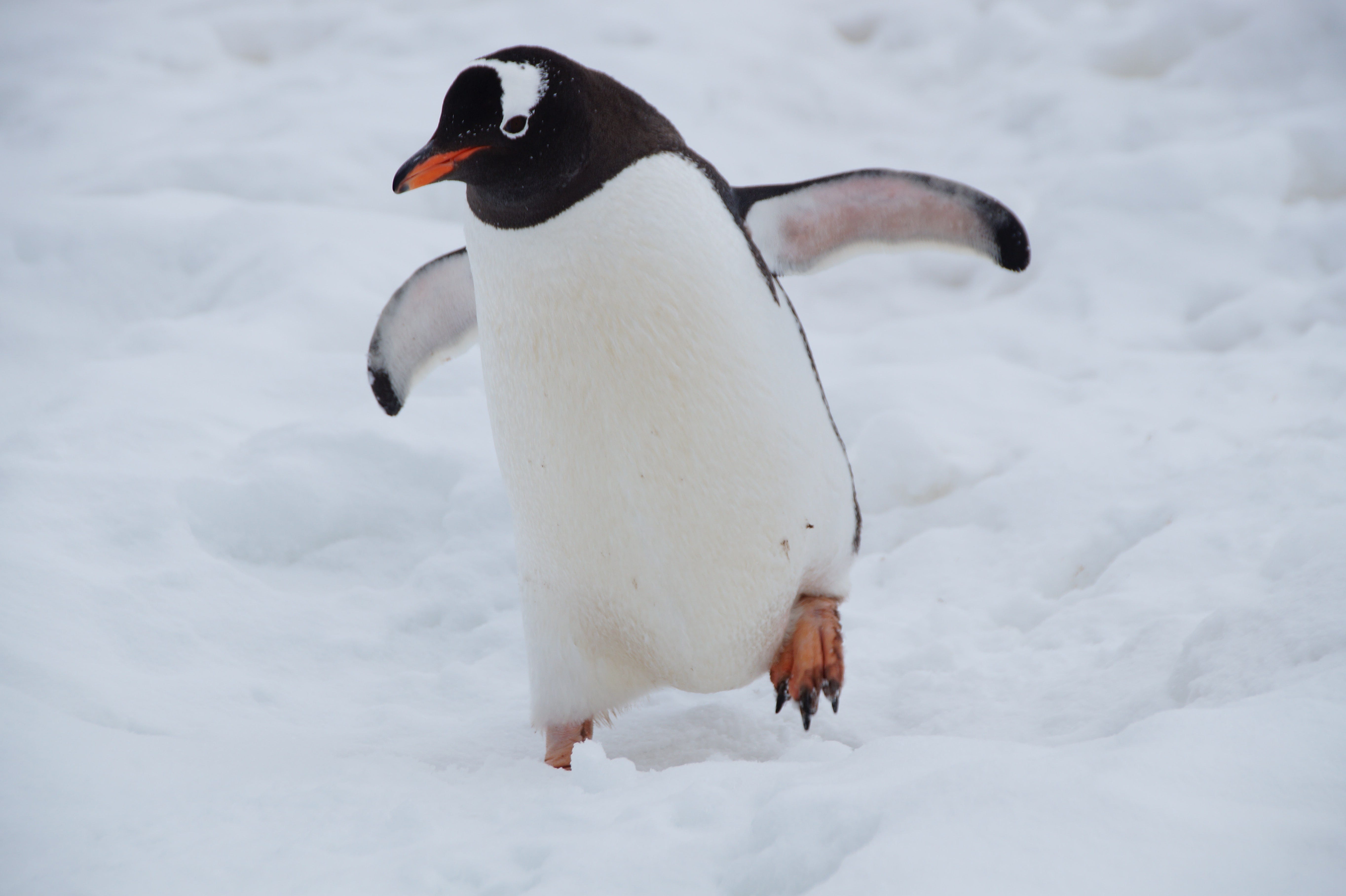 Substack profile picture for @gentoo