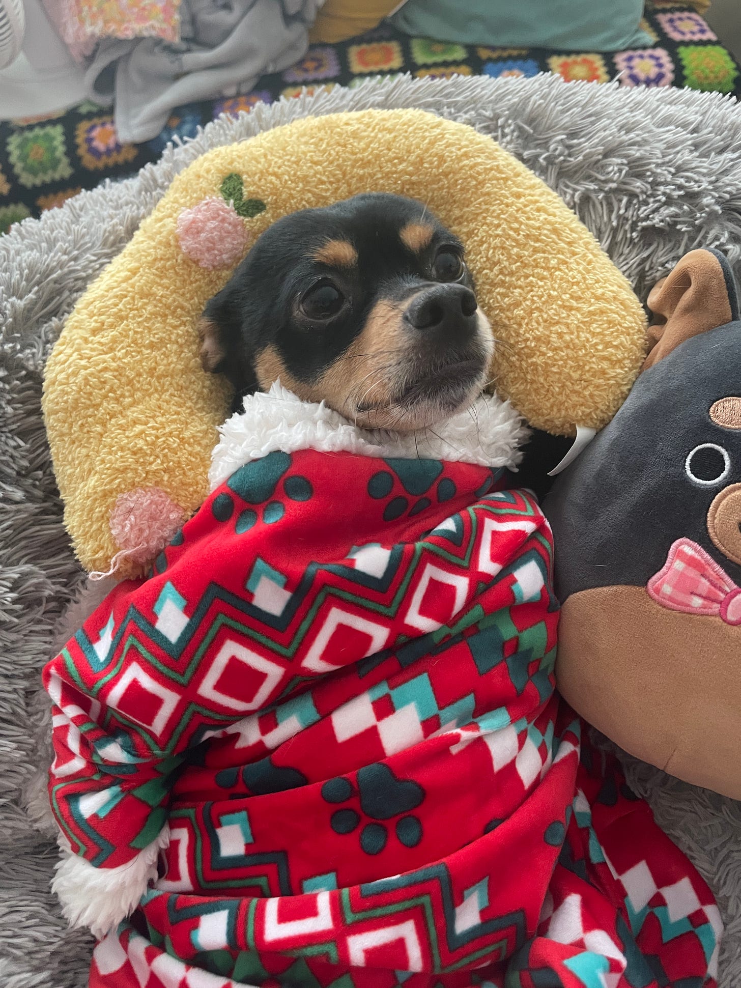 Basil, a black and brown chihuahua, lies in a gray shag dog bed, wrapped in a red, white, and green blanket.