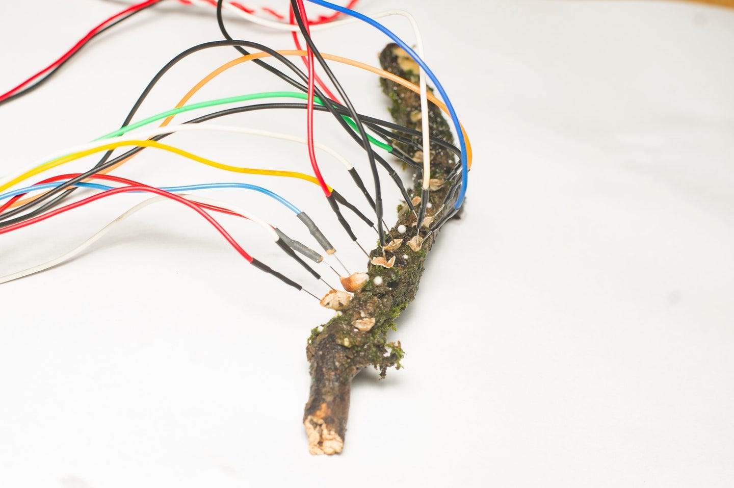 electrodes hooked up to mushrooms