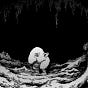 Crypt of curiosities's avatar